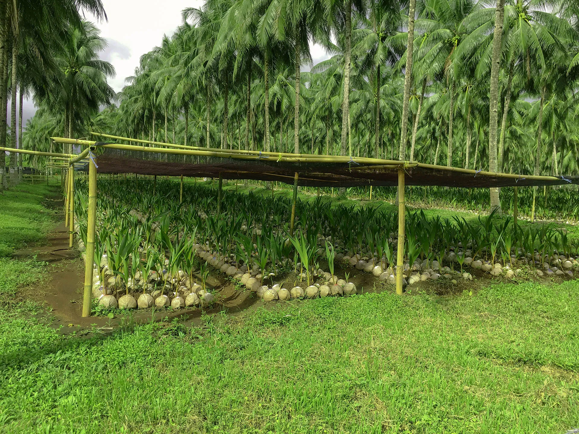 Coconut sprouts